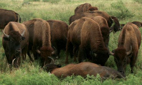 bison3.jpg