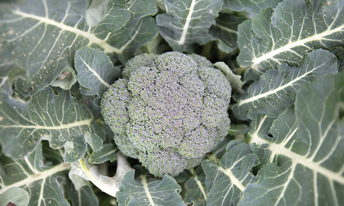 communitygarden