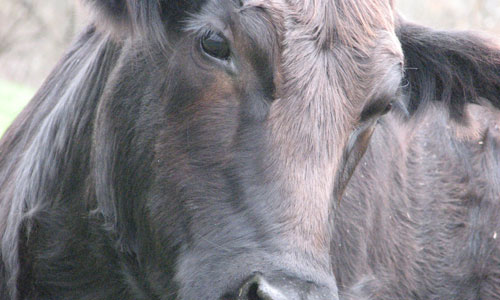 cow.jpg