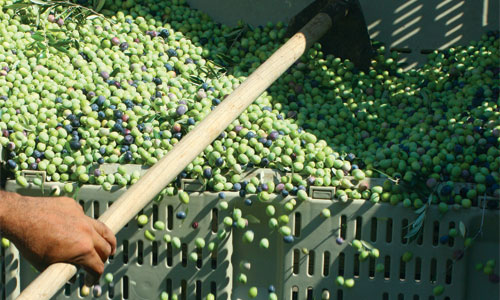 Containing-olives