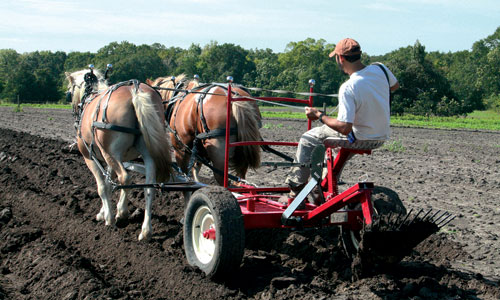 HWFworking-horses