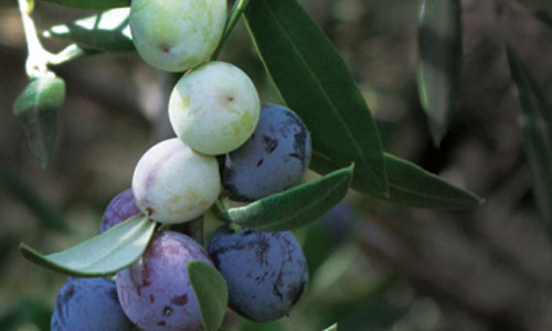 Hanging-olives