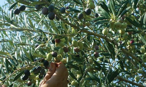 Picking-olives