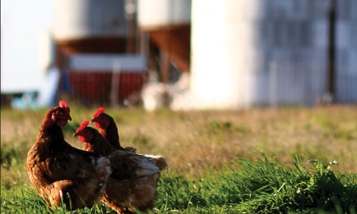 chickens