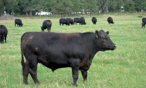 Windy-Bar-Ranch-steer