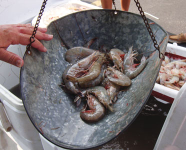 shrimp
