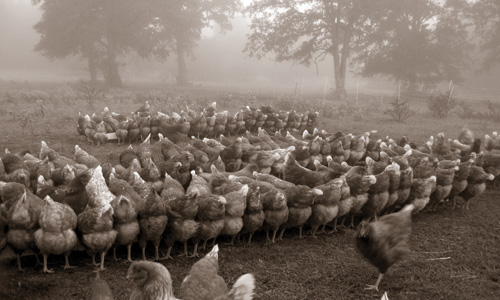Elgin-chickens