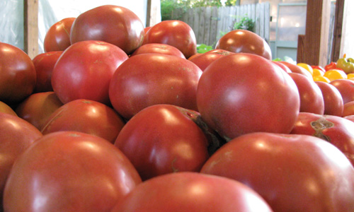 Grays---tomatoes