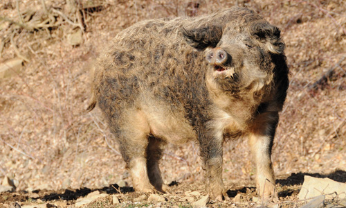 Mangalitsas