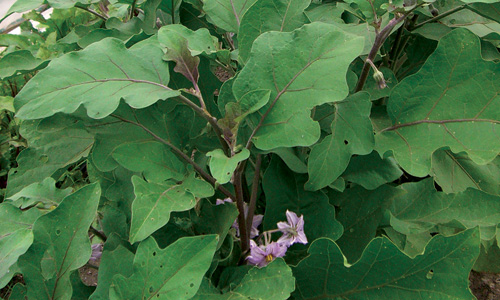 heirloom-Rosa-Bianca-eggplant