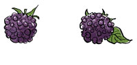berries