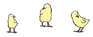 chicks