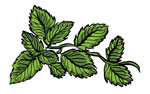 mint
