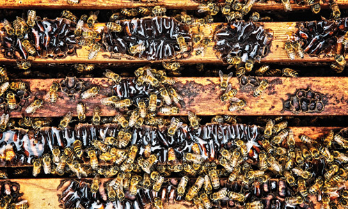 bee-2