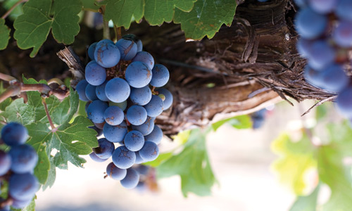 Behind-the-Vines---2