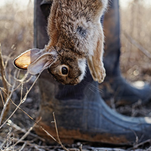 Hunter-rabbit