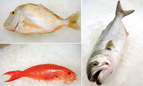 Fish-Montage