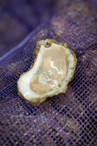 Oysters-single