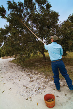 Trimming-Pecan-tree