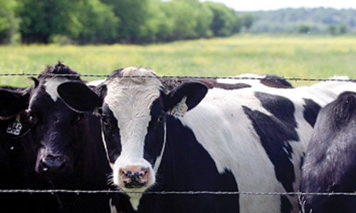 Mill-King-cows