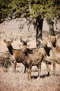 Broken-Arrow-deer