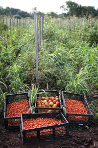 JBG-tomatoes