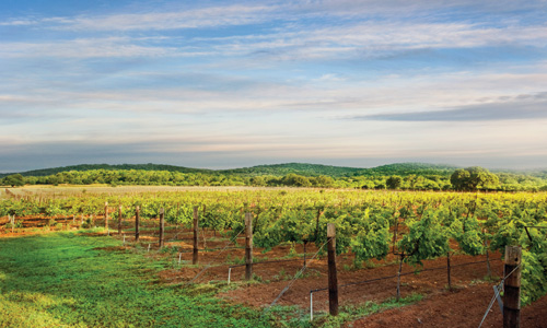 MarbleFalls-Fall-Creek-Vineyard