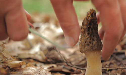 NOW-FORAGER-Black-morel