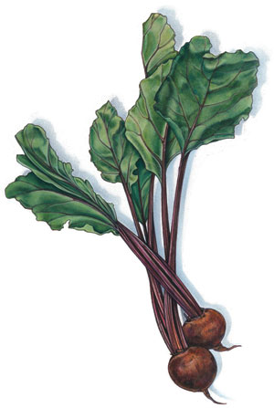 Beets---artwork