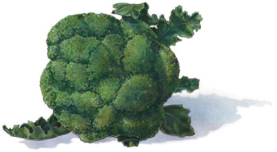Broccoli---artwork