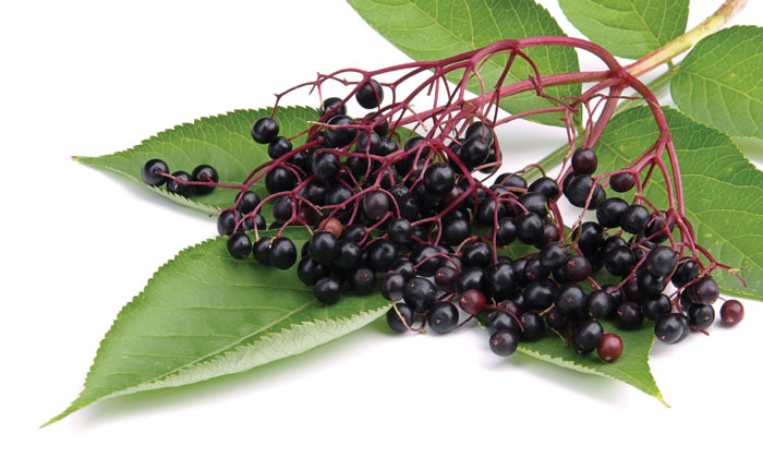 Elderberry