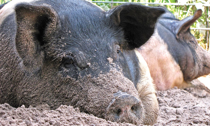 Four-String-Farm---hogs
