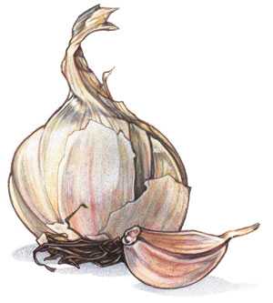 Garlic---artwork