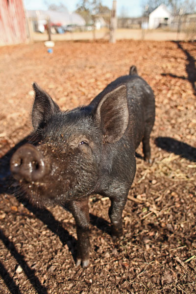 Mesquitey-the-heritage-baby-hog