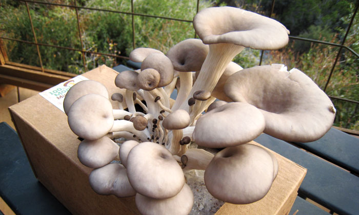 Mushroom-box