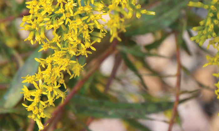 Sweet-Goldenrod