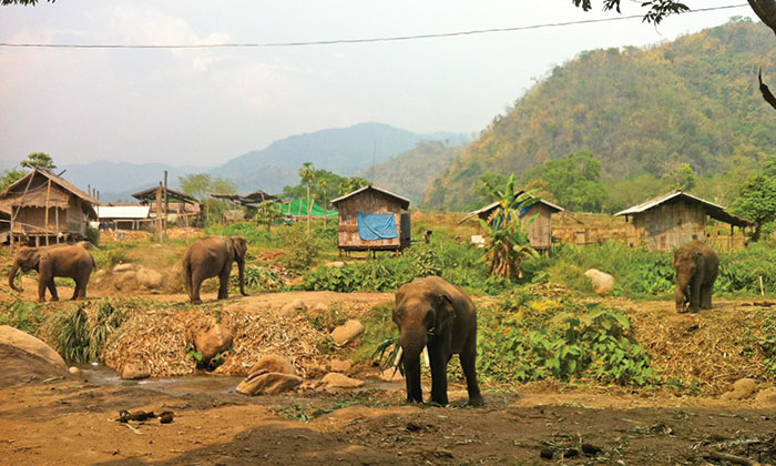 thaistreet2