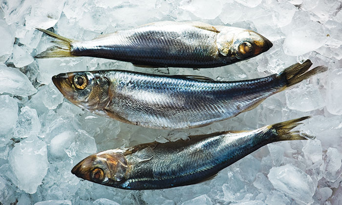 herring