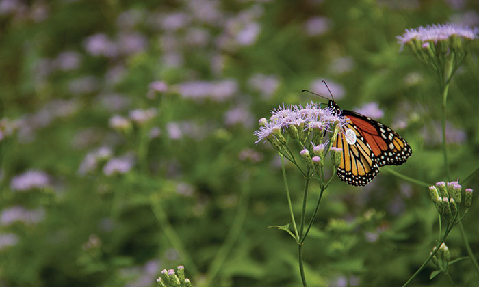 monarch