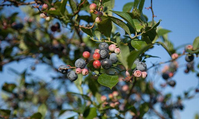 Biodynamic