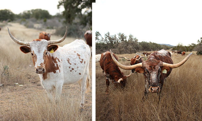 DavisRanch2