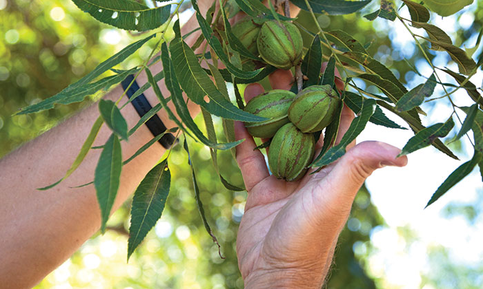 38pecans2