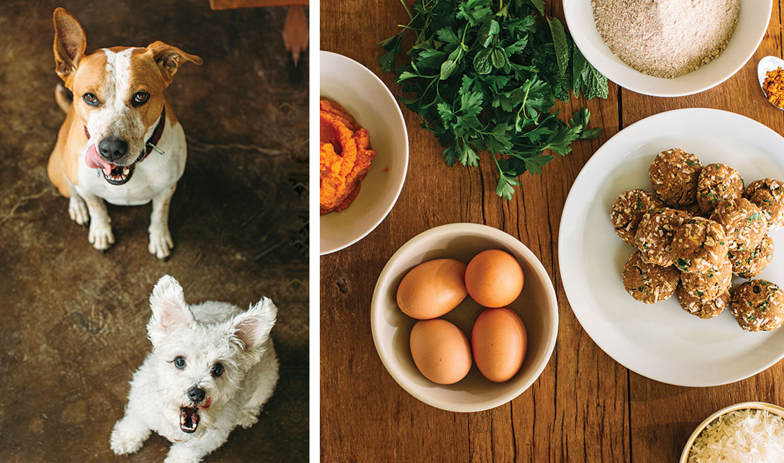 dogfood1