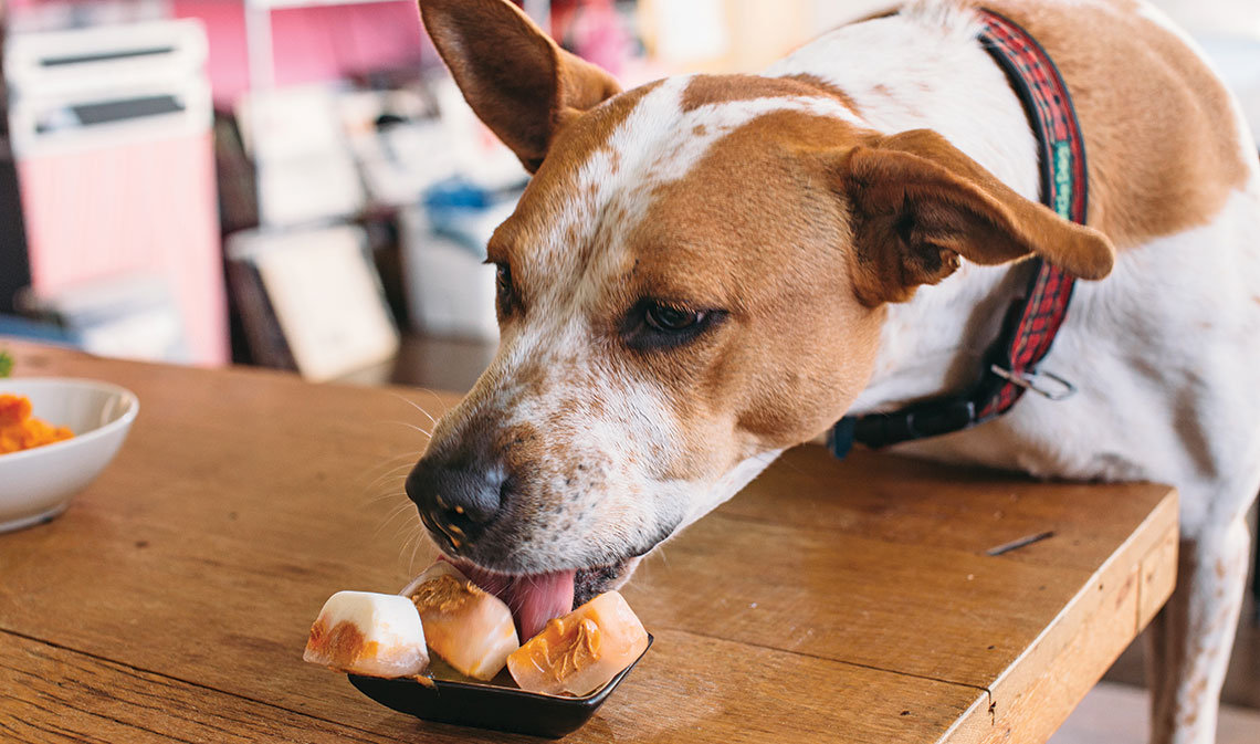 dogfood5