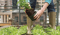 rooftopgarden