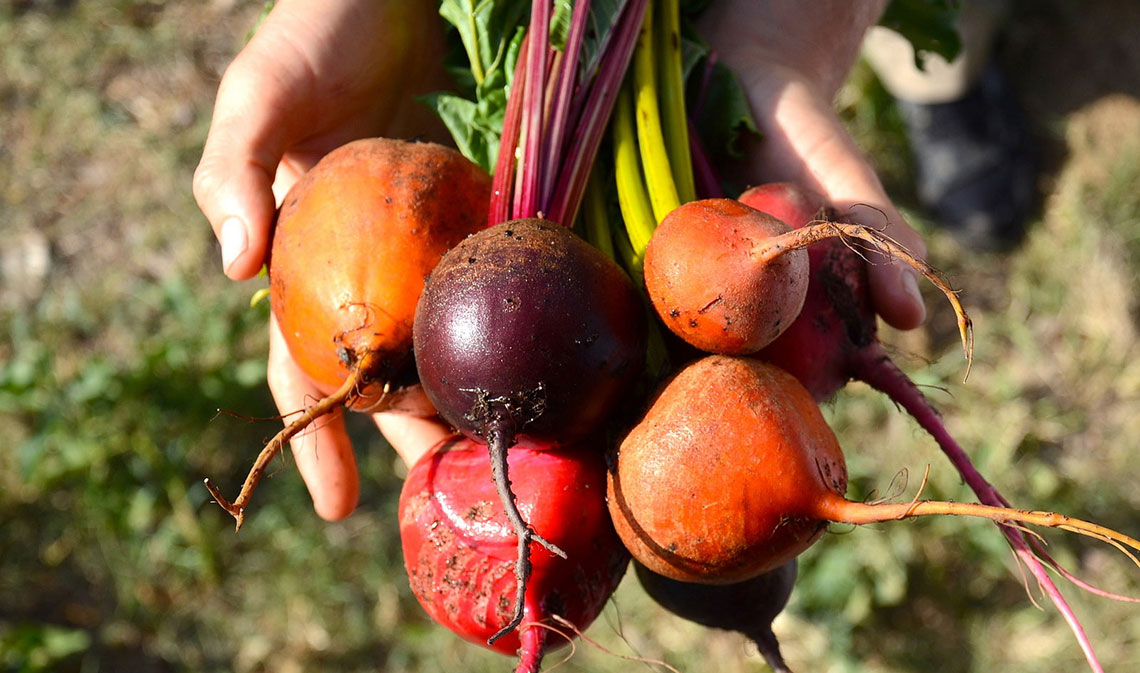 Beets1