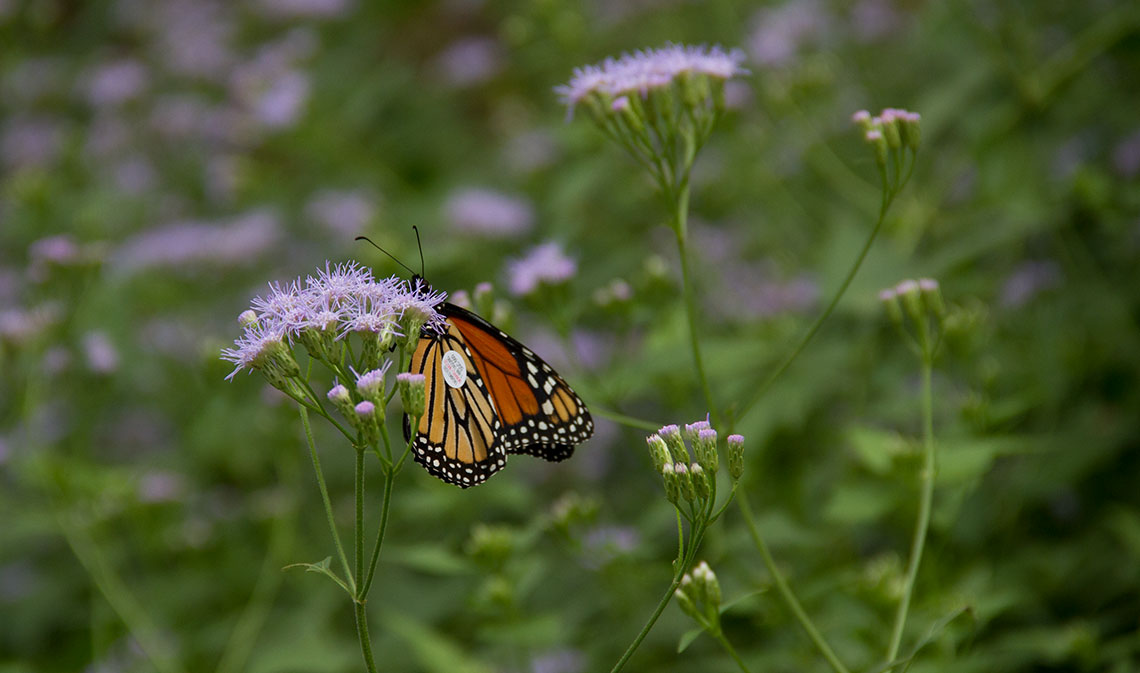 butteryfly