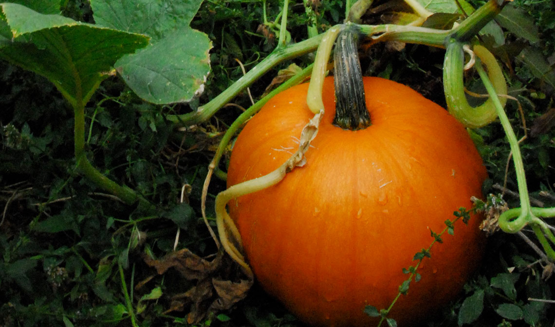 pumpkin