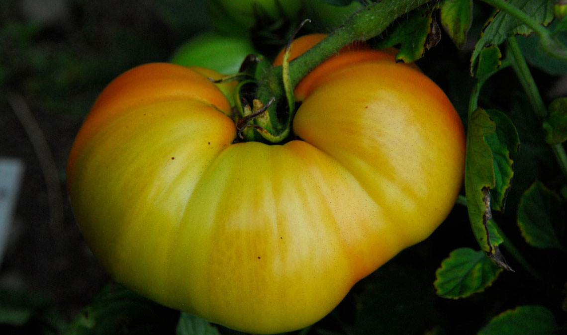 tomat