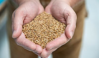 grains small